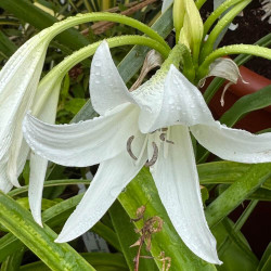 Crinum x powellii album