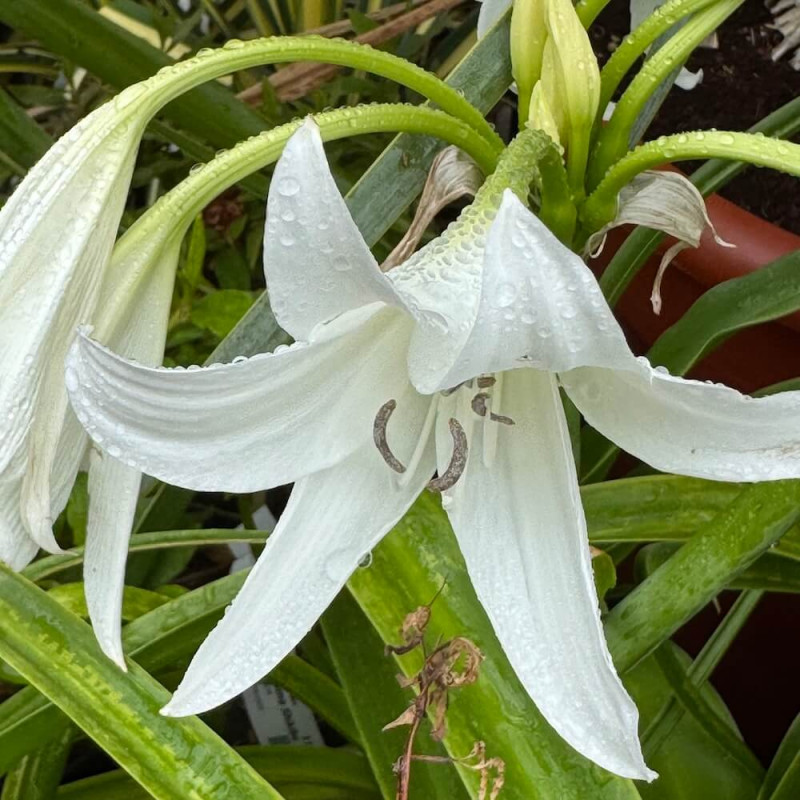 Crinum x powellii album Crinum x powellii album