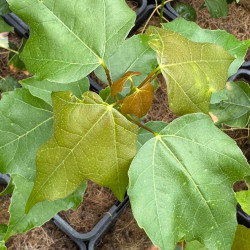 Acer paxii