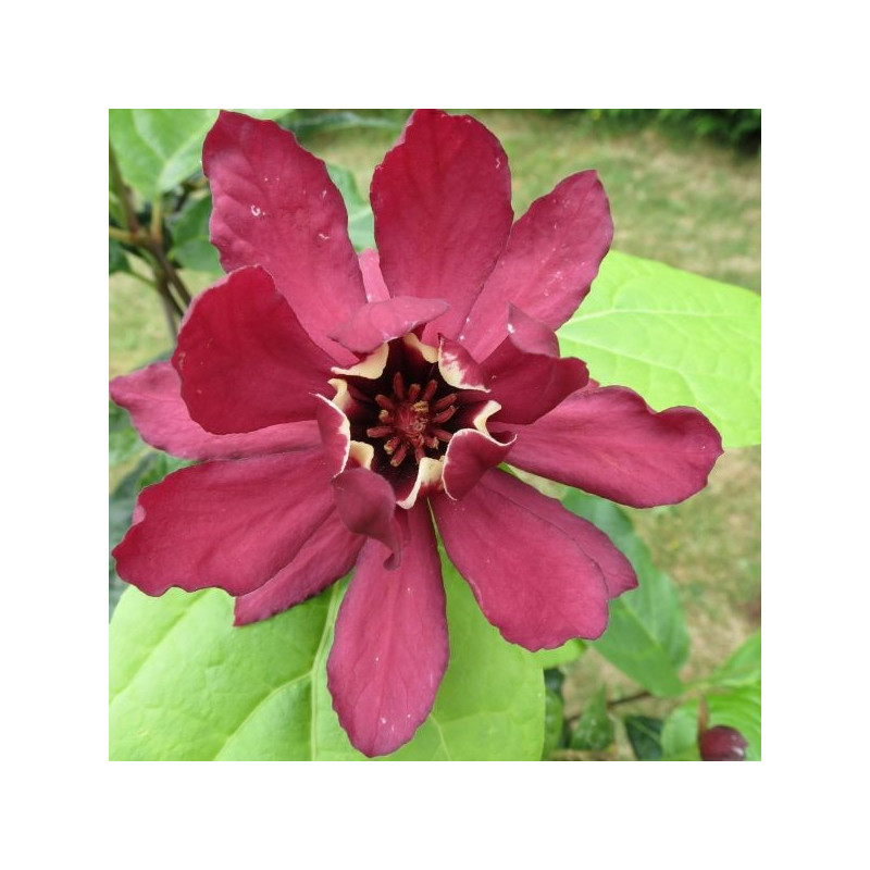 Sinocalycanthus x raulstonii 'hartlage wine'