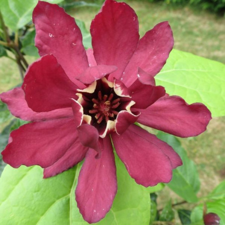 Sinocalycanthus x raulstonii 'hartlage wine'