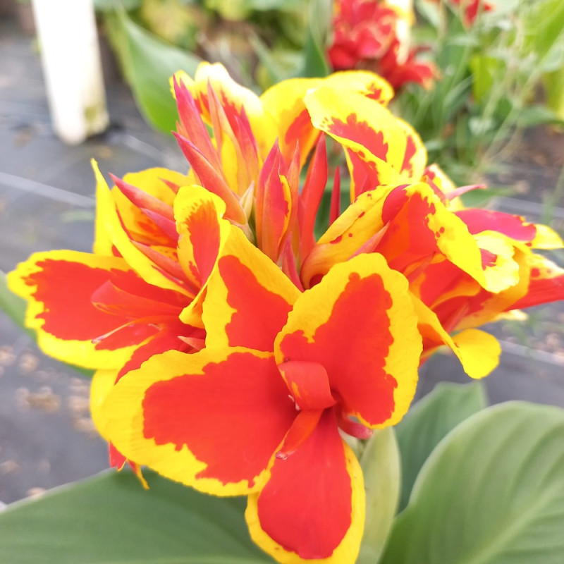 Canna Red Golden Flame Canna Red Golden Flame
