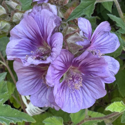 Lavatera Lilia Twirl