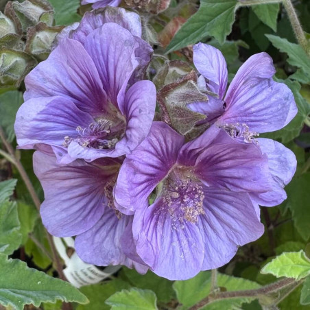 Lavatera Lilia Twirl
