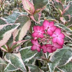 Hydrangea serrata Euphorbia® Pink