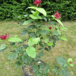 Sinocalycanthus x raulstonii 'hartlage wine'