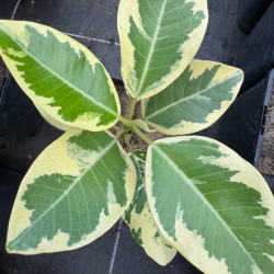 Ficus rubiginosa variegata