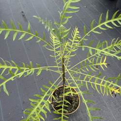 Sonchus canariensis