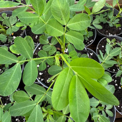 Arachis hypogaea, cacahuète