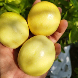 Passiflora edulis Double Yellow