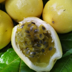 Passiflora edulis Double Yellow