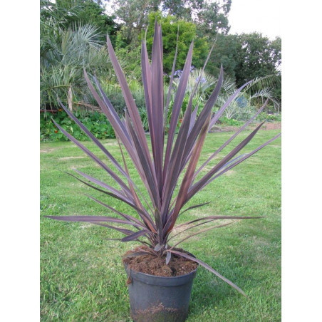 Cordyline australis 'purple tower'