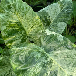 Alocasia macrorrhiza Camouflage
