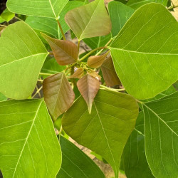 Triadica sebifera, Sapium sebiferum