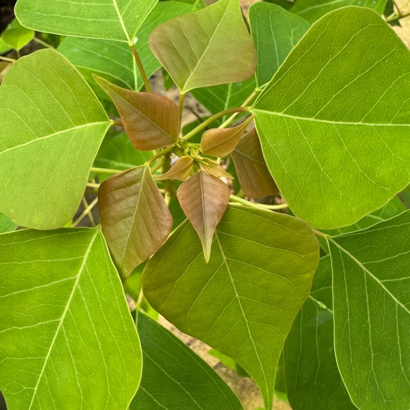 Triadica sebifera, Sapium sebiferum Triadica sebifera, Sapium sebiferum