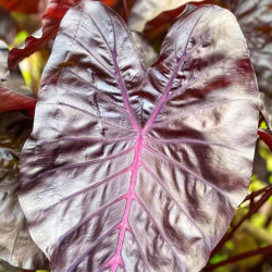 Colocasia Pink Metal