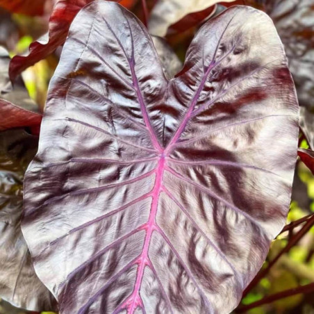 Colocasia Pink Metal