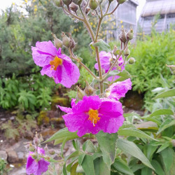 Cistus horrens