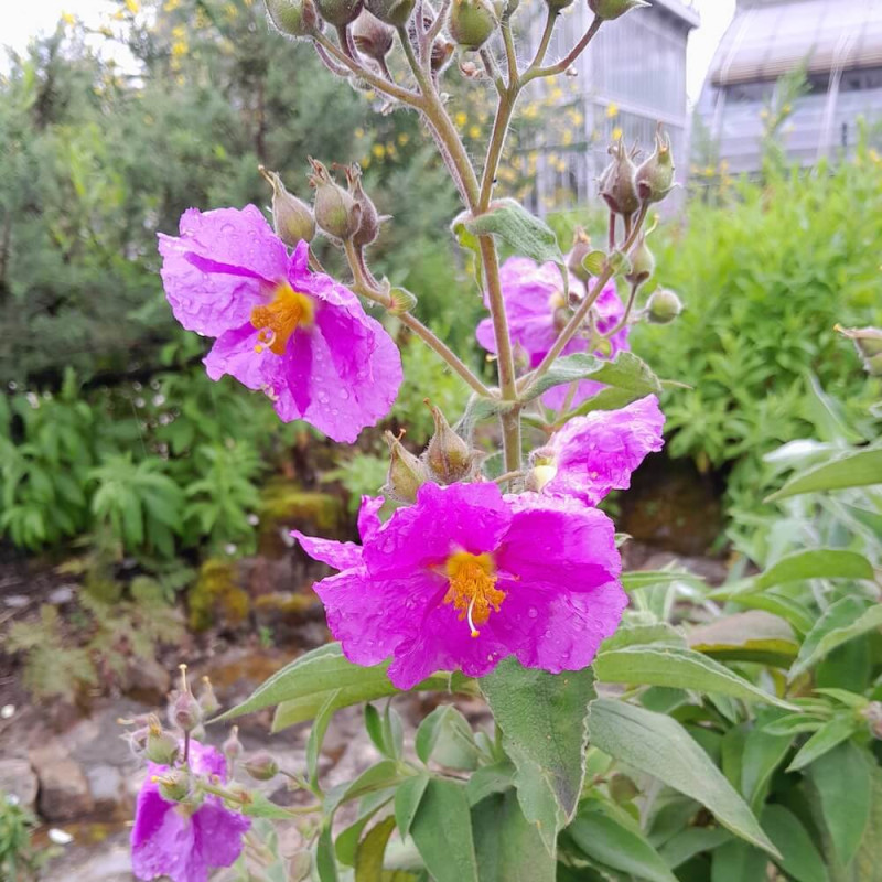 Cistus horrens Cistus horrens