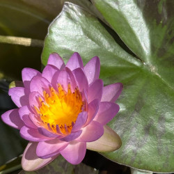 Nymphaea Siam purple 2, waterlily