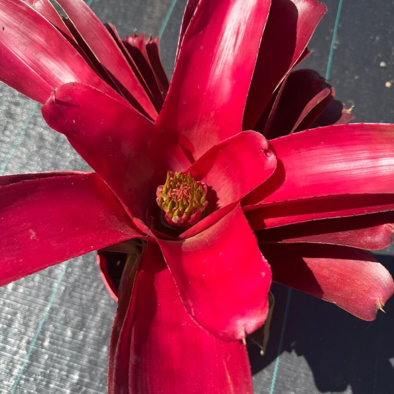 Neoregelia Red n°1 Neoregelia Red n°1