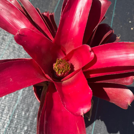 Neoregelia Red n°1
