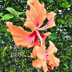 Hibiscus El Capitolio Sport