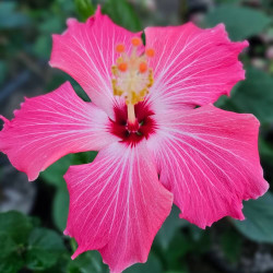 Hibiscus Painted Lady