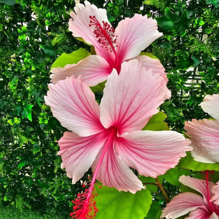 Hibiscus Hawaiian Pink
