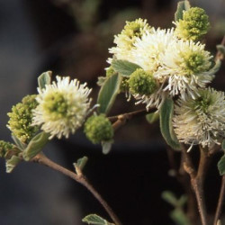 Fothergilla major