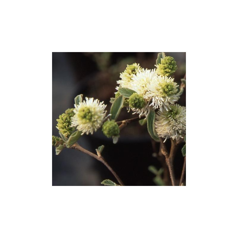 Fothergilla major