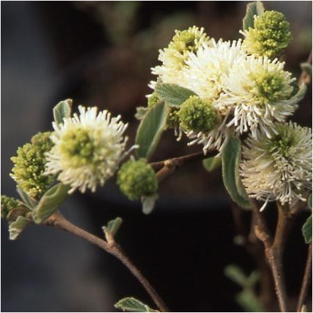 Fothergilla major