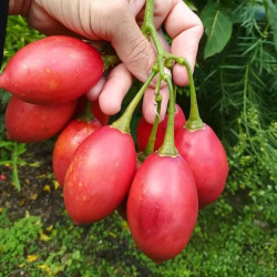 Cyphomandra betacea Red, tamarillo