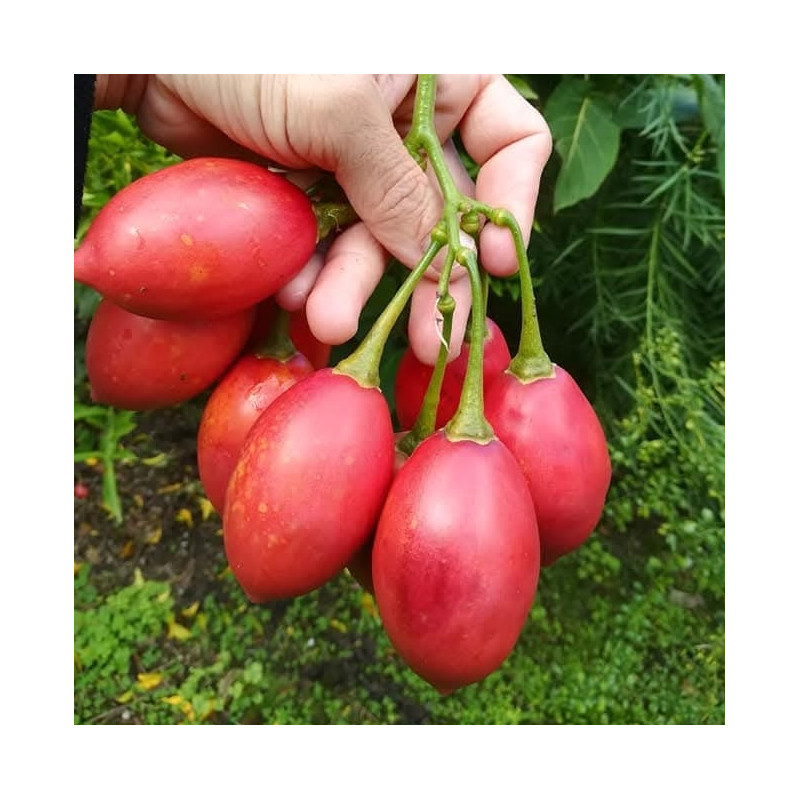 Cyphomandra betacea Red, tamarillo Cyphomandra betacea Red, tamarillo
