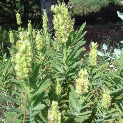 Lavandula viridis