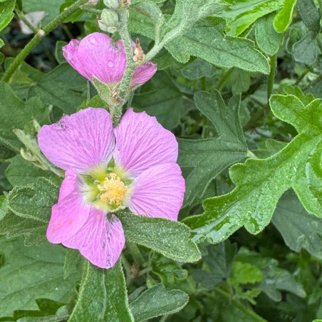 Sphaeralcea obtusiloba, mauve du désert