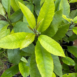 Melicytus ramiflorus