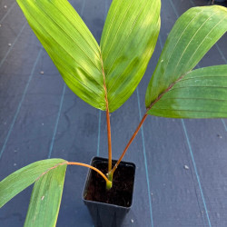 Chambeyronia houailouensis
