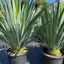 Yucca French Flag® 35 l