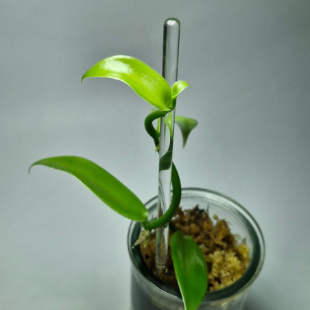 Vanilla pompona