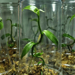 Vanilla planifolia, vanille