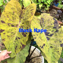 Colocasia Black Nape