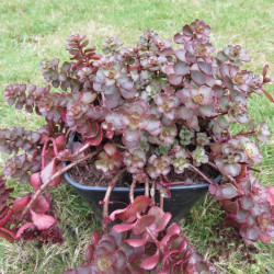 Sedum spurium 'fuldaglut'