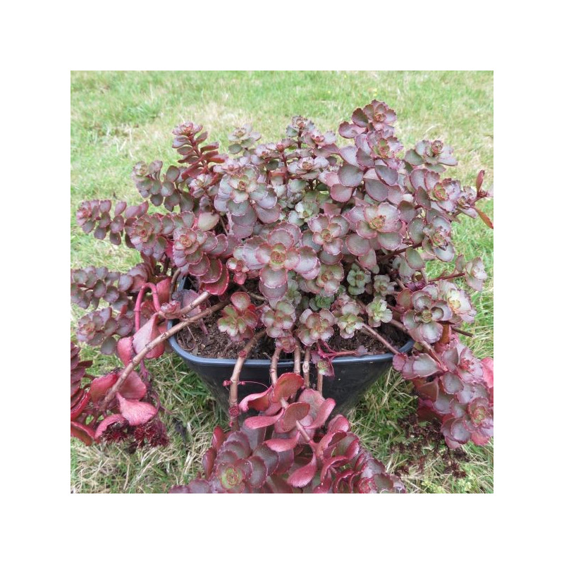 Sedum spurium 'fuldaglut'