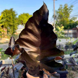 Colocasia Poison