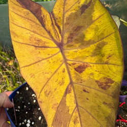 Colocasia Black Nape
