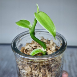 Vanilla pompona