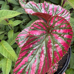 Begonia brevirimosa