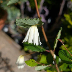 Crinodendron patagua