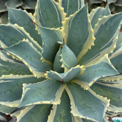 Agave potatorum Eye Scream